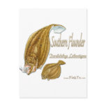 southernflounderspecies postcards
