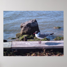 Southport, North Carolina - Seagull Print