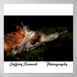 Southwest Cow Skull, Jeffrey Sinnock        Pho... Poster