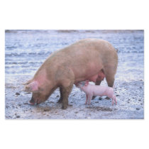 Sow and piglet custom stationery