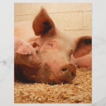 Sow and piglets flyers