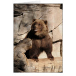 Sow Grizzly Bear Card