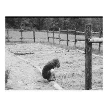Sowing the Seeds of Love Post Card