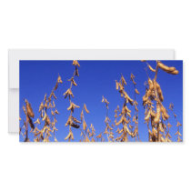 Soybeans Photo Cards