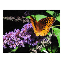 Spangled Fritillary ~ postcard