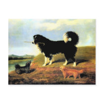Spaniel and Two Norfolk Terriers Postcard