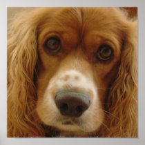 Spaniel Breed Poster Print