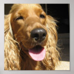 Spaniel Dog Poster Print