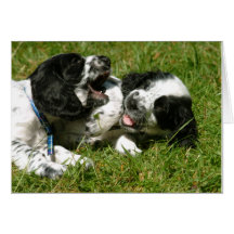 Spaniel Fun Greeting Card