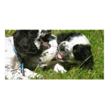 Spaniel Fun Photo Card