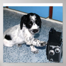 Spaniel Puppy Posters