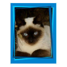 Spanish cat 1 post cards