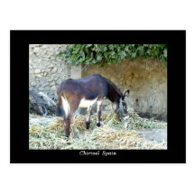 Spanish donkey postcard