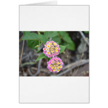 Spanish Flag Lantana Camara Card