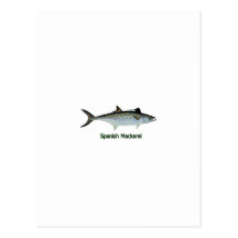 Spanish Mackerel Art Postcard