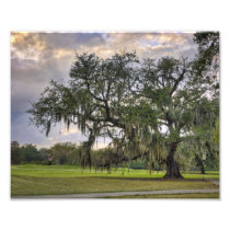 spanish Moss on Live Oak in New Orleans Photograph
