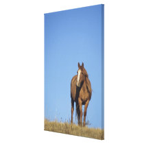 Spanish mustang (Equus caballus), wild horse, Gallery Wrapped Canvas