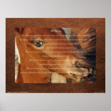 Spanish Mustang Foal & Horse Rescue Story Poster