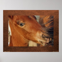 Spanish Mustang Foal & Mother's Mane Photo Print