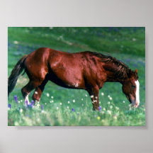 Spanish Mustang Poster