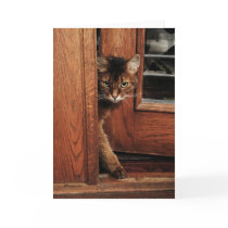 Sparkle in the Doorway Somali Cat Card