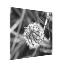Sparkling Crocus in Black and White Canvas Print
