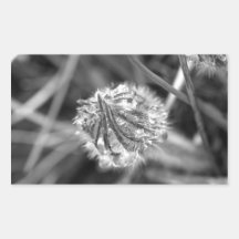 Sparkling Crocus in Black and White Stickers