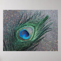Sparkly Black Peacock Feather Still Life Posters