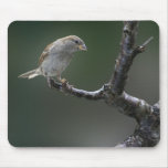 Sparrow  1 mouse pad
