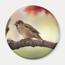 Sparrow Bird in Tree Refrigerator Magnet