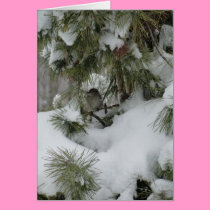 Sparrow In Snowy Evergreen cards
