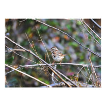 Sparrow in the Brush 2 Custom Invitations