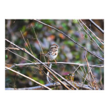 Sparrow in the Brush Custom Invites