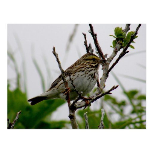 Sparrow on a Twig, Unalaska Island Postcard