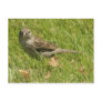 Sparrow