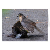 Sparrowhawk and Dinner Cards