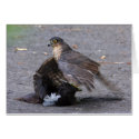 Sparrowhawk and Dinner cards