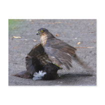 Sparrowhawk and Dinner Postcard