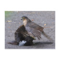 Sparrowhawk and Dinner Postcard