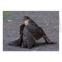 Sparrowhawk and Prey Card