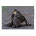 Sparrowhawk and Prey cards