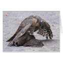 Sparrowhawk Protecting cards
