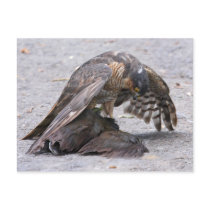 Sparrowhawk Protecting Postcard
