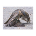 Sparrowhawk Protecting Postcard