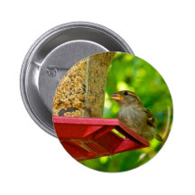 Sparrows in the Backyard Button