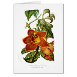 Spathodea campanulata cards