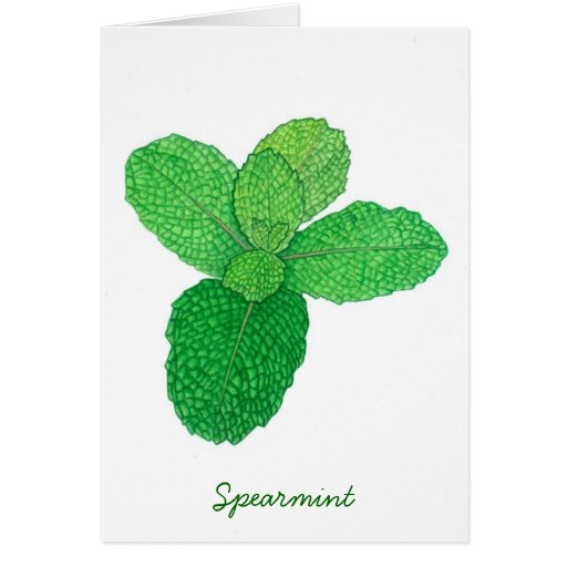 Spearmint Card