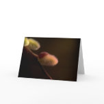 Special Cards