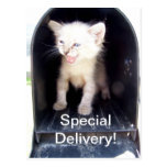 Special deliver kitty postcard