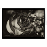 Special Occasion Rose Baby's Breath Card (blank)